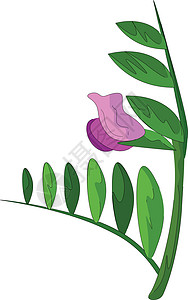 紫色三叶草递取花朵 矢量或颜色插图的剪贴板插画