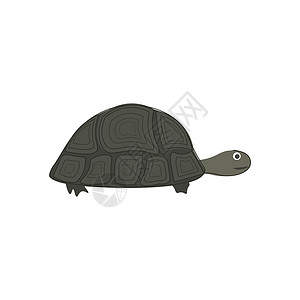 海龟手画设计图 插图 白色背面的矢量艺术品绘画动物标识刷子线条爬虫海洋乌龟自由风格背景图片