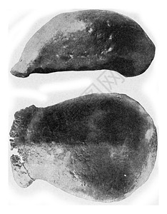 杜博瓦·皮特克霍默斯勃起的头骨的上部部分 文塔高清图片