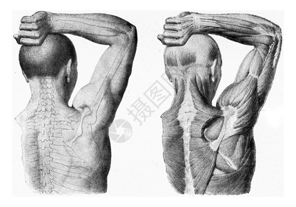 男人手臂的肌肉被举起 老生常谈蚀刻医疗白色纤维雕刻脊柱耳朵历史性韧带插图背景