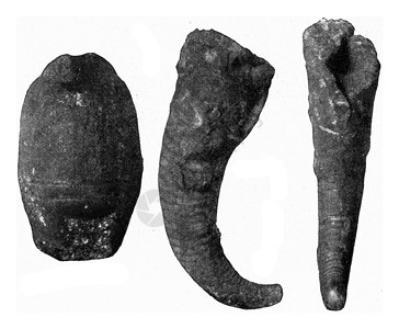 波希米亚上西里安的Nautiloid 化石高清图片