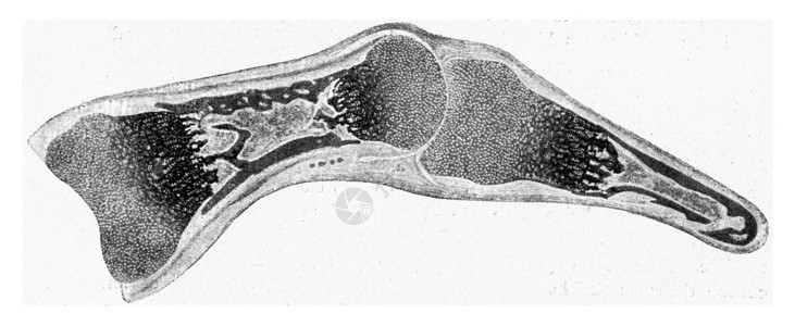 联合纵向肛门括约肌通过C型细胞人类胚胎的手指穿透纵向部位背景