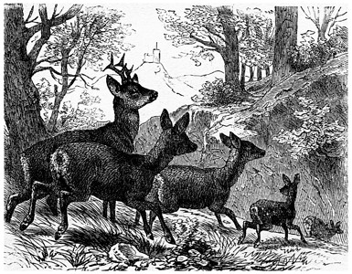 鹿 老旧的雕刻动物群树木森林喇叭鹿角行为学反刍动物动物食草蚀刻背景