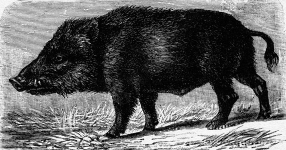 野猪 古代雕刻古董动物艺术蚀刻行为学野生动物艺术品黑色獠牙哺乳动物背景