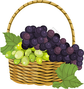 新鲜葡萄在篮子里的矢量背景图片
