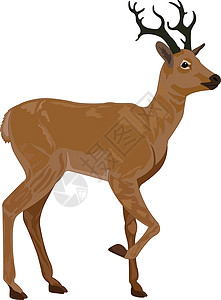 亚科鹿 插图麋鹿动物毛皮艺术品喇叭白色哺乳动物鹿角绘画麝香设计图片