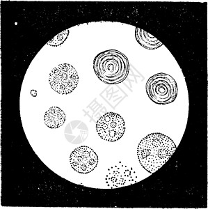 鞭毛虫伏尔沃卡西耶 古代雕刻插画