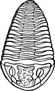 老爆三三叶舌 古代雕刻化石科学历史性古生物学艺术品黑色白色地质学灭绝艺术插画