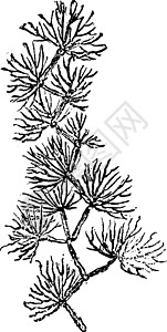 古老植物 坎布里安时期 穆尔奇索尼特插画