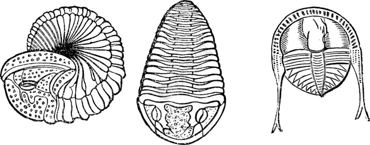 老爆三重要的海洋动物 三龙虾 古代雕刻插画