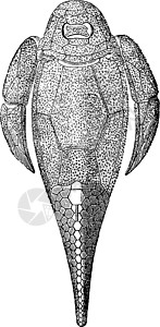磨坊主第一条鱼泥盆纪时期复古雕刻古董插图白色蚀刻动物历史性化石下巴翼龙绘画插画