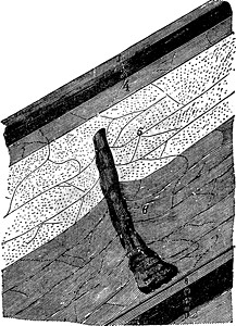 艾米古化石树已经发现深217米深安津矿山绘画科学蚀刻历史性古董历史仪表矿业艺术黑色插画