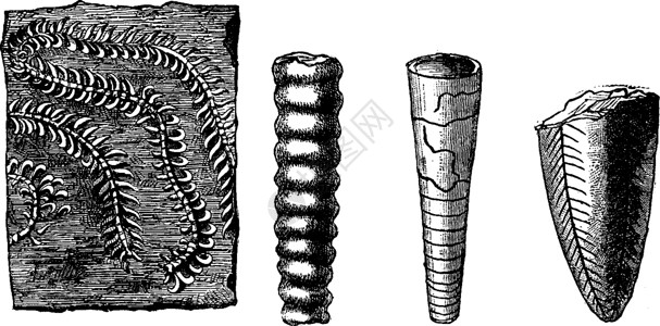 化石素材年长的动物 寒武纪和志留纪时期复古雕刻插画