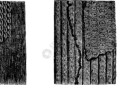 石鳖科西吉利亚树皮化石标本灭绝绘画印象艺术孢子世界插图男人植物学艺术品插画