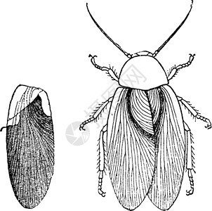 碳纤维时代的昆虫古代高清图片