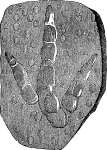 雷惊百虫(Triassic)的脚印 旧式雕刻插画
