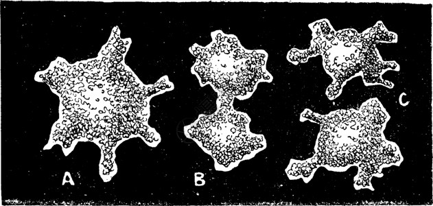 海克尔之后的第一种生物莫内尔 古老的雕刻插画