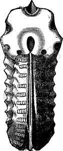 安古洛萨安蒙尼思充气 古代雕刻黑色古生物学灭绝生物绘画艺术品历史性蚀刻菊科胀气插画