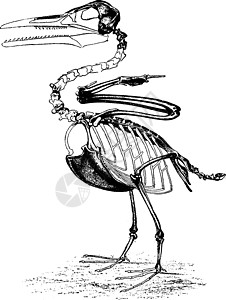 白鲸时期的牙齿鸟类伊赫特奥尼斯·维克托高清图片