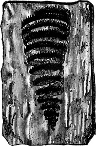 寒武纪石榴石 古代雕刻插画