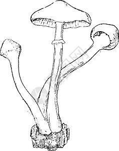 梅莱瀑布梅勒斯装置 以阿加里克斯为果实 古代雕刻插画