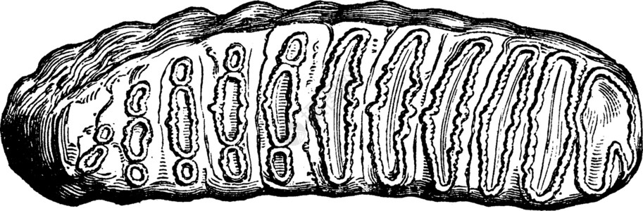 老坛泡菜埃利法斯古董的摩尔牙 自然体积的三分之一插画
