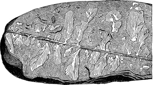 佩特坎于1878年在Silurian田地上发现 古代插画