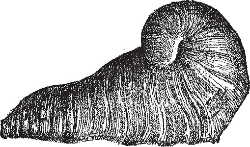 帕普里卡雕刻动物蚀刻科学生物白色生物学生长艺术品灭绝黑色插画