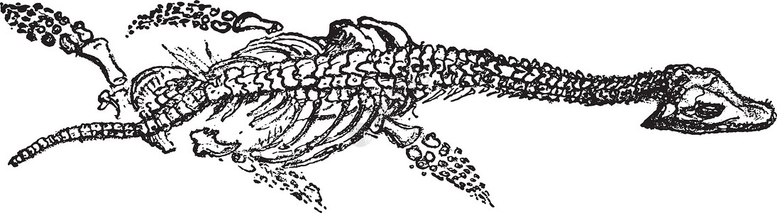 西普里竹林长头的普里西阿龙骨箱插画