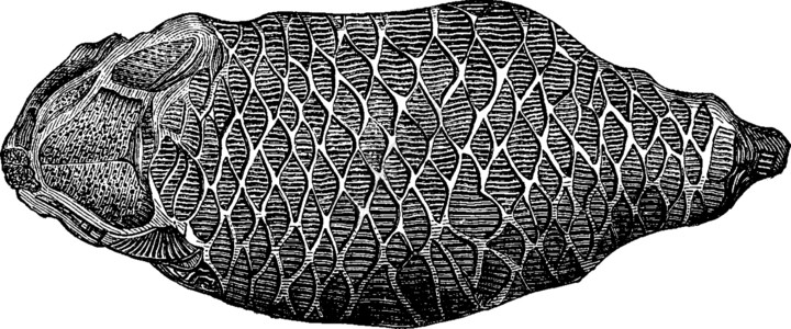 日诺霍萨斯第一种鱼 霍洛普蒂契乌斯和诺森西 古代雕刻插画