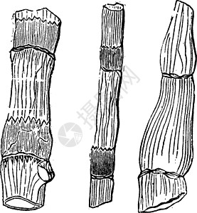 木贼科原始植物的化石残骸 古代雕刻插画