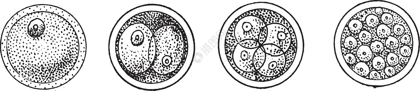 细胞进化的第一阶段 或蛋进过程的第一阶段 其后插画