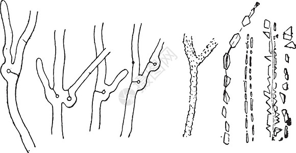 具有特征环的菌丝体与草酸石灰 cr 的菌丝体插画