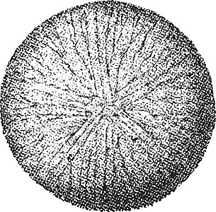 阿尔布尔阿纳巴西亚或布尔特斯 古代雕刻插画