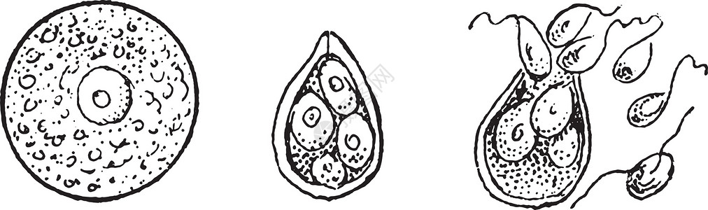 植物细胞的进化共同墨角藻复古雕刻插画