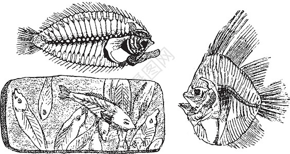 鱼骨架大菱鲆的化石骨架的化石骨架插画