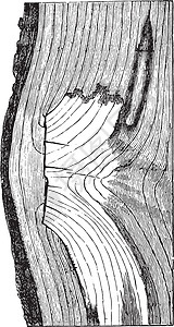 里约尼特罗大桥Trognon橡树枝 古代雕刻插画