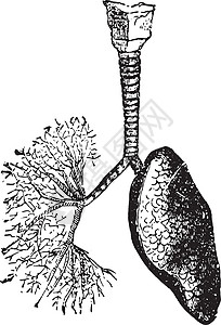 大暑将至气管和支气管将空气引导至肺复古 engra插画