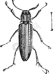 黄褐斑错误的点击甲虫或 Eucnemida插画