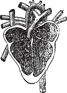 华阴老腔心脏的垂直部位 古代雕刻插画