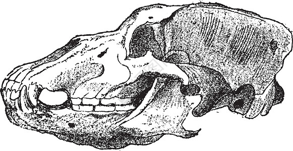 达摩古洞洞熊头 古代雕刻插画