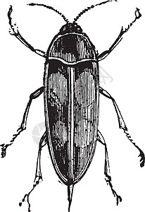 莫德拉克斯翻滚花甲虫或针尾甲虫或插画