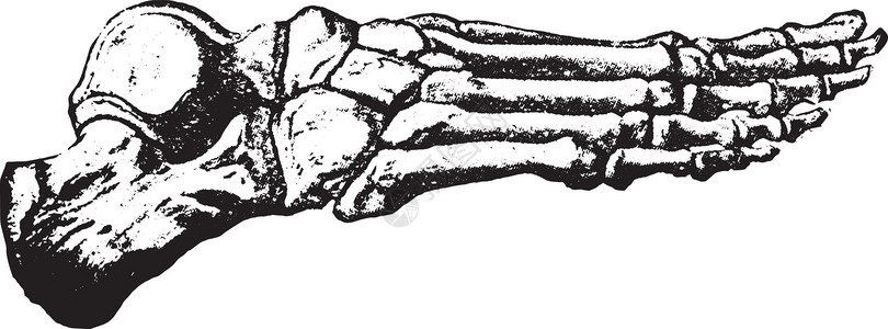 指骨脚的骨头 老式雕刻插画
