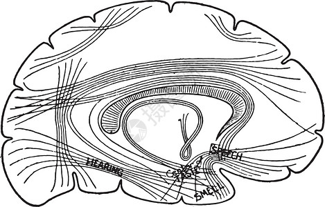 显示大脑中重要中心及其异类的图示表插画