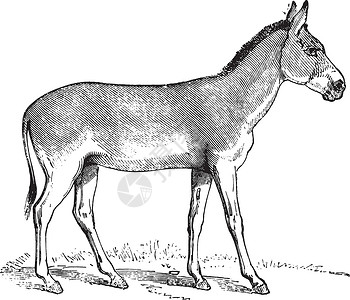 驴和马Onager 或雕刻插画