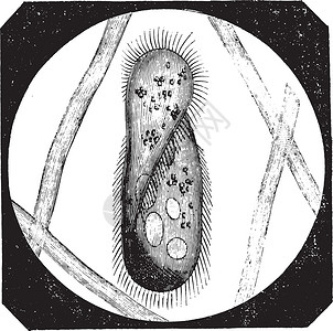 古代雕刻插图蚀刻历史艺术纤毛虫绘画纤毛艺术品草履虫古董插画