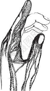 手指复古雕刻的吸收或淋巴管插画