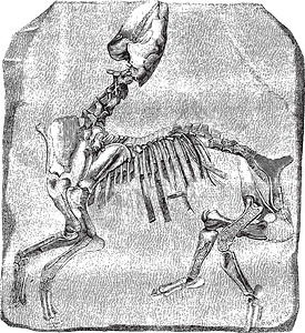 多耶古寨伟大的维特氏菌的骨骼 古代雕刻插画