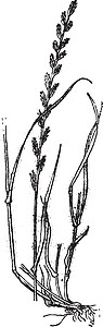 黑麦草百年里格拉斯或罗利姆百年 古代雕刻插画