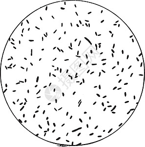 能动的古典雕刻艺术插图组织古董科学文化绘画历史艺术品伤寒插画